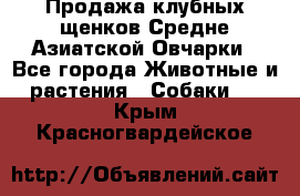 Продажа клубных щенков Средне Азиатской Овчарки - Все города Животные и растения » Собаки   . Крым,Красногвардейское